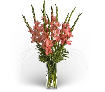 Glory of Gladiolus